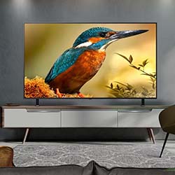 A vibrant kingfisher on a TV screen in a modern living room. The bird's blue and orange feathers contrast with the muted tones of the room's decor.